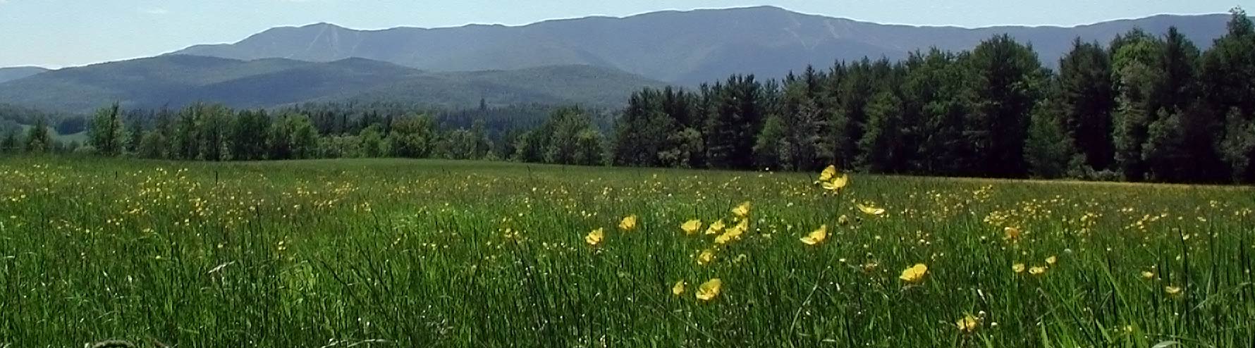 Field of flowers with mountains in the background in Vermont